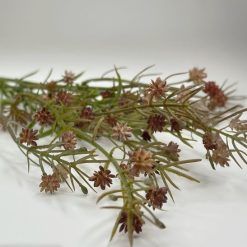 ענף גיבסנית בורדו MMS