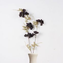 ענף אפונה ריחנית כהה MMS