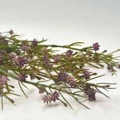 ענף גיבסנית סגול MMS