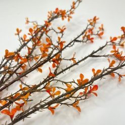 ענף ליבלוב כתום MMS