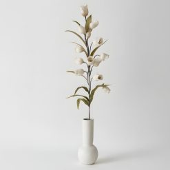 ענף סנדרסוניה MMS