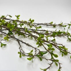 ענף ליבלוב ירוק MMS