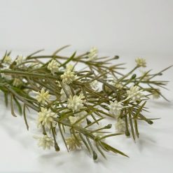 ענף גיבסנית שנהב MMS