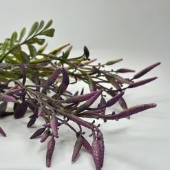 ענף פלפל סגול MMS