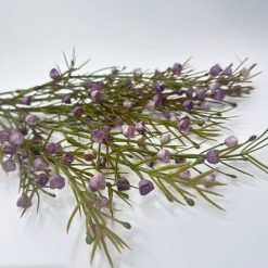 ענף פעמונים סגול MMS