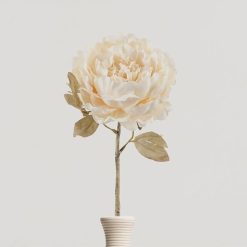 ענף פיאוני שמנת MMS