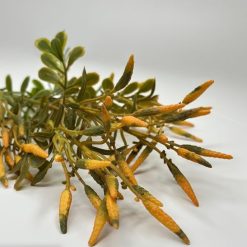 ענף פלפל כתום MMS